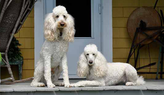 Photo of pet at the B&B